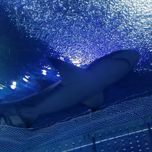 Sicklefin Lemon Shark