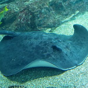 Round Ribbontail Ray