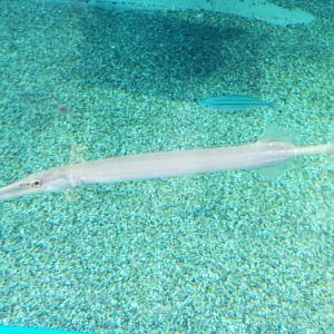 Trumpetfish