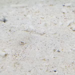 Leopard Flounder