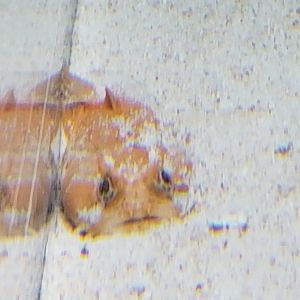 Gulf Toadfish