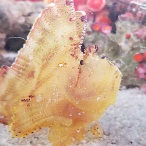 Leaf Scorpionfish