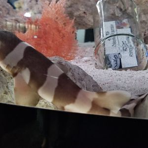 Young Bamboo Shark