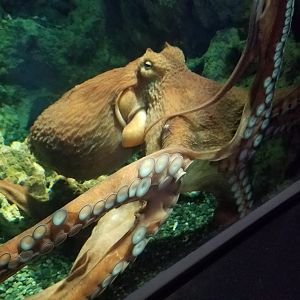 Giant Pacific Octopus
