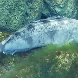 Okhotsk Atka Mackerel