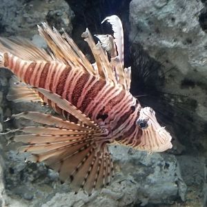 Luna Lionfish