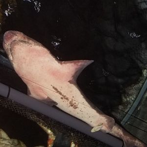 Blotchy Swellshark