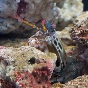 Peacock Mantis Shrimp
