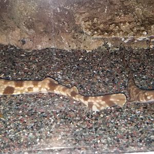 Cloudy Catshark