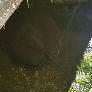 Giant Freshwater Stingray