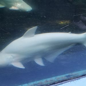Albino Iridescent Shark