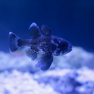 Conchfish (Astrapogon stellatus)