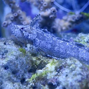 Marbled Blenny (Paraclinus marmoratus)