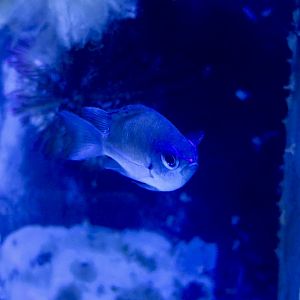 Olive Chromis (Chromis insolata)