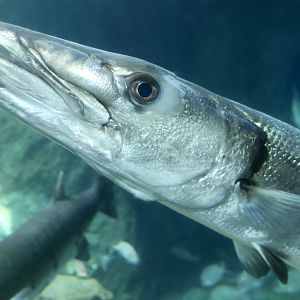 Great Barracuda (Sphyraena barracuda)
