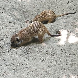 Meerkat