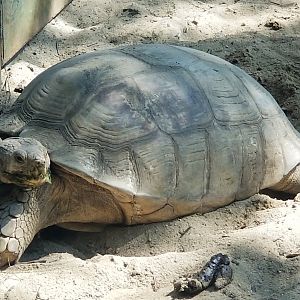 African Spurred Tortoise