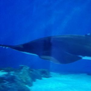 Largetooth Sawfish