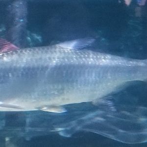 Atlantic Tarpon