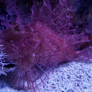 Lacy Scorpionfish
