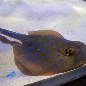 Bluespotted Ribbontail Ray