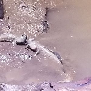 Mudskipper Fighting