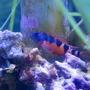 Saddled Blenny (Malacoctenus triangulatus)