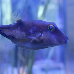 Caribbean Sharpnose Puffer (Canthigaster rostrata)