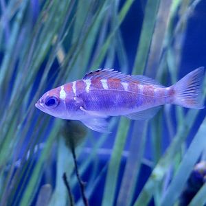 Chalk Bass (Serranus tortugarum)