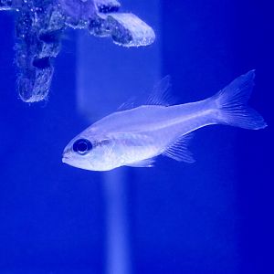 Bigtooth Cardinalfish (Paroncheilus affinis)