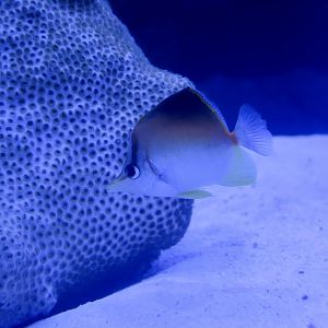 Longsnout Butterflyfish (Prognathodes aculeatus)