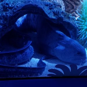 Wolf Eel (Anarrhichthys ocellatus)