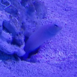 Yellowhead Jawfish (Opistognathus aurifrons)