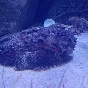 Stonefish (Synanceia verrucosa)