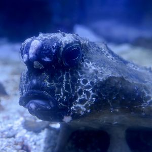 Polka-Dot Batfish (Ogcocephalus cubifrons)