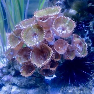 Palythoa grandis coral