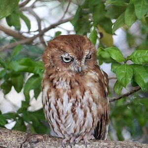 Florida Screech Owl (Megascops asio floridanus)