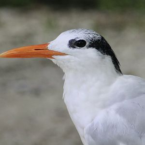 Royal Tern (Thalasseus maximus)