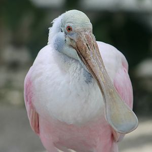 Roseate Spoonbill (Platalea ajaja)