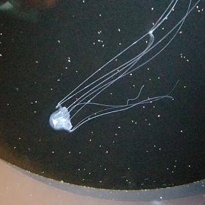 Box Jellyfish