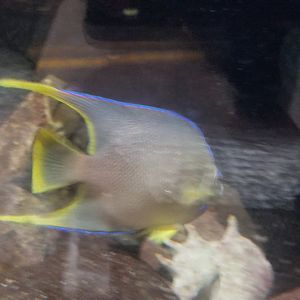 Queen Angelfish