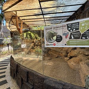 Dwarf Mongoose Exhibit