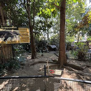 Giant Anteater Exhibit