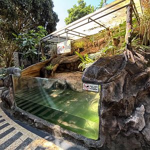 Cuvier’s Dwarf Caiman Exhibit