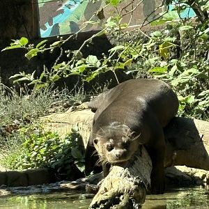 Giant Otter