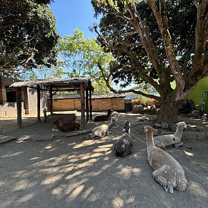 Alpaca Exhibit