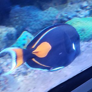 Achilles Tang