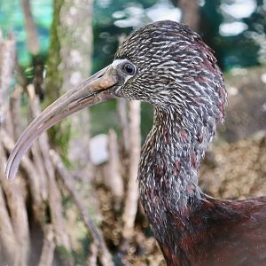 Glossy Ibis (Plegadis falcinellus)