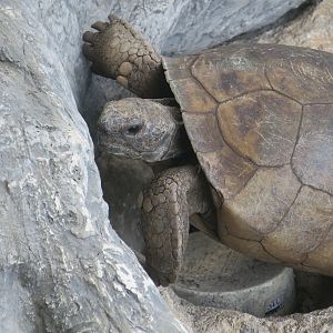 Gopher Tortoise (Gopherus polyphemus)