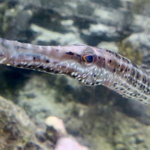 West Atlantic Trumpetfish (Aulostomus maculatus)